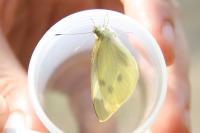 Pieris rapae