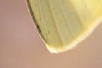 Pieris rapae