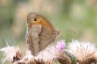 Maniola jurtina