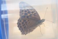 Argynnis paphia