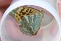 Argynnis paphia