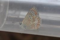 Aricia agestis