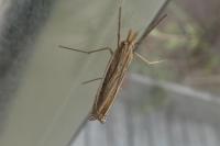 Ancylolomia tentaculella