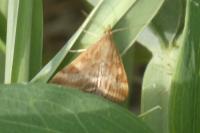 Pyrausta despicata