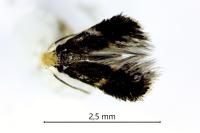 Ectoedemia atricollis