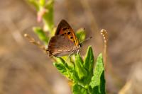 Lycaena phlaeas