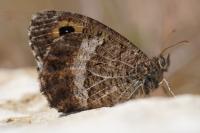Arethusana arethusa