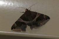 Dysgonia algira