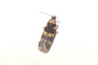 Oegoconia caradjai