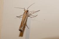 Ancylolomia tentaculella