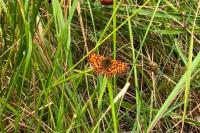 Boloria dia
