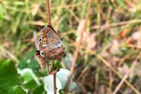 Aricia agestis
