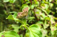 Lycaena tityrus