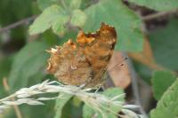 Polygonia c-album