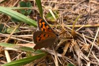 Lycaena phlaeas