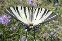 Iphiclides podalirius