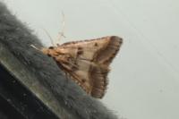 Stemmatophora brunnealis