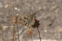 Carcharodus alceae