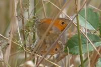 Coenonympha pamphilus