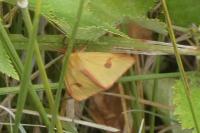 Diacrisia sannio
