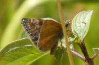Erynnis tages