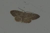Idaea seriata
