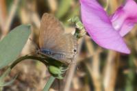 Lampides boeticus