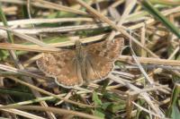 Erynnis tages