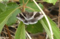 Dysgonia algira