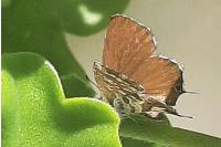 Cacyreus marshalli