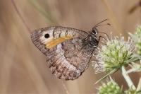 Arethusana arethusa