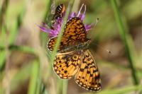 Boloria selene
