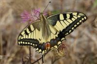 Papilio machaon