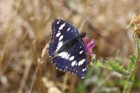 Limenitis reducta