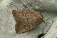 Hoplodrina ambigua