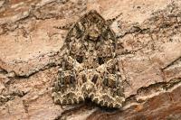 Hadena bicruris