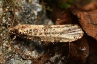 Morophaga choragella