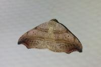 Laspeyria flexula