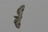 Eupithecia centaureata