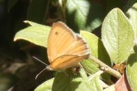 Coenonympha pamphilus