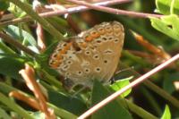 Polyommatus icarus