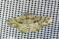 Peribatodes ilicaria