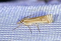 Ancylolomia tentaculella