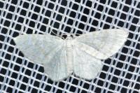 Asthena albulata