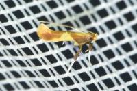 Caloptilia