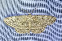 Hypomecis punctinalis