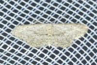 Idaea seriata
