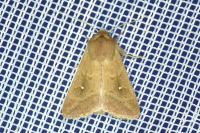 Mythimna albipuncta