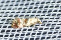 Cochylis hybridella
