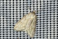 Pachycnemia hippocastanaria